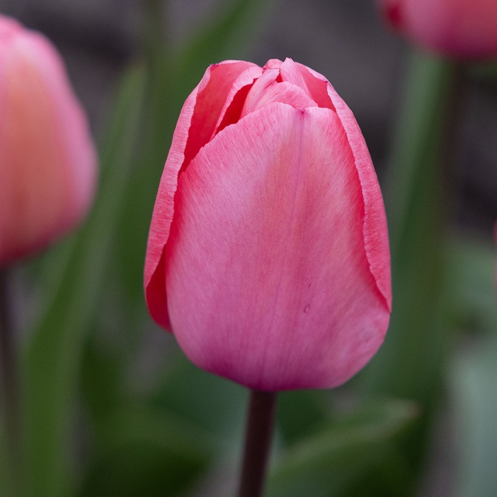 Buy Darwin Hybrid Tulip Bulbs Tulipa 'Pink Impression'