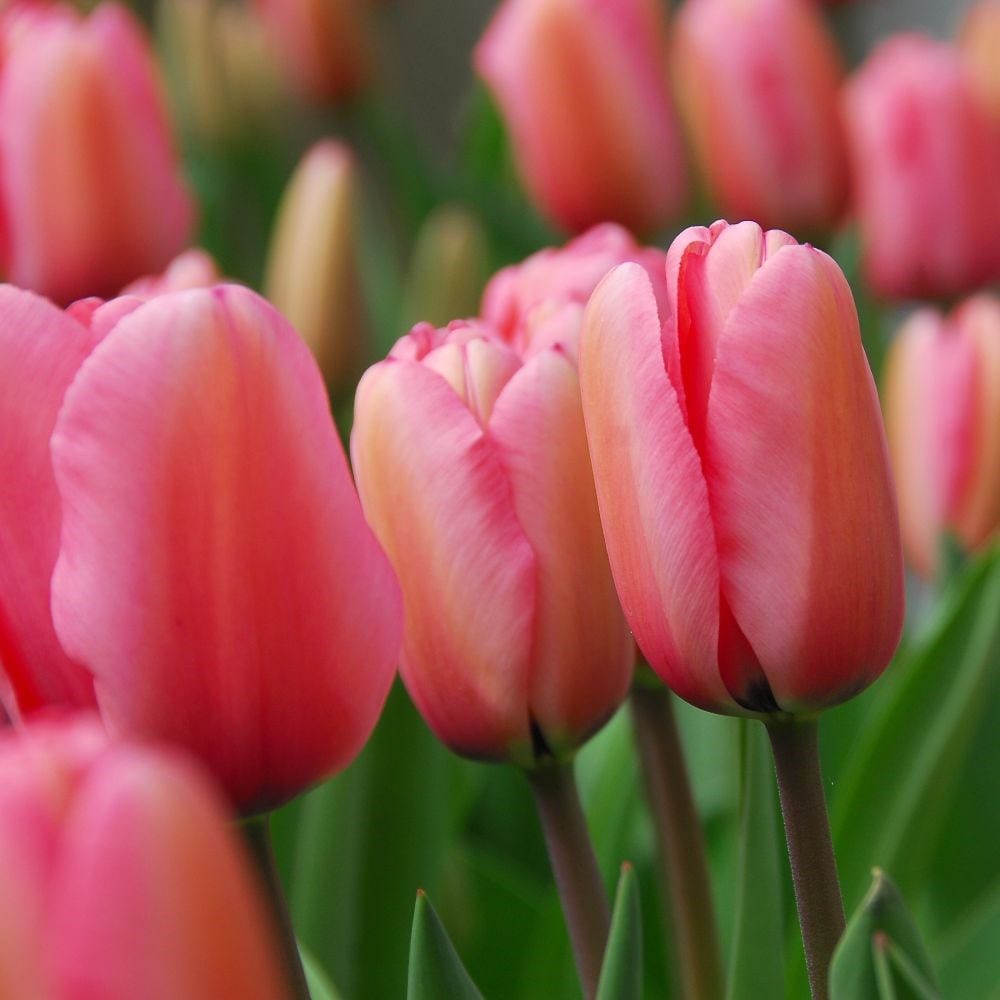 Award-winning tulips for a great performance collection

