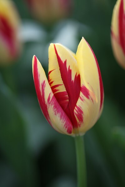<I>Tulipa</i> 'Grand Perfection' (PBR)