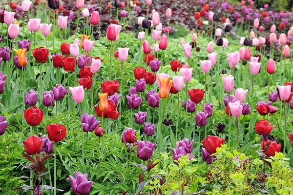 Award-winning technicolour tulip collection