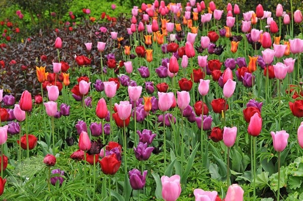Award-winning technicolour tulip collection