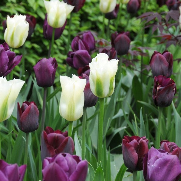 Ebony & ivory tulip combination - 30 bulbs