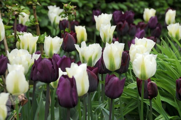 Ebony & ivory tulip combination - 30 bulbs