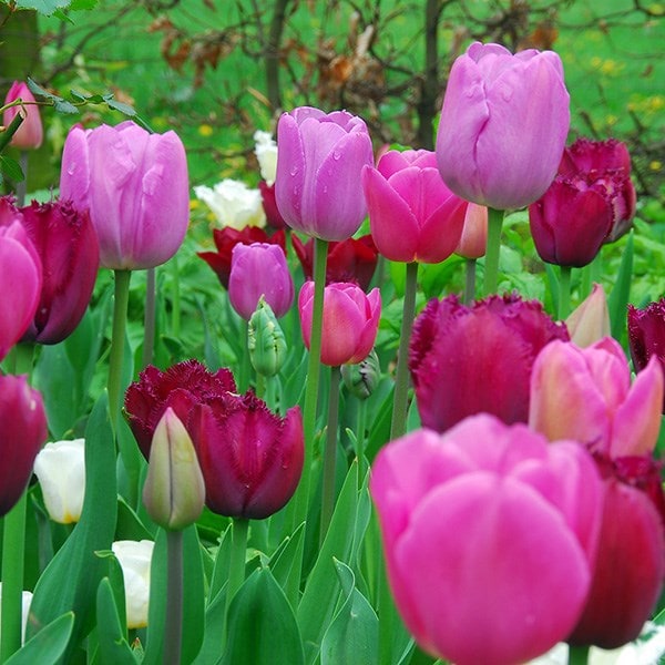 Raspberry ripple tulip collection