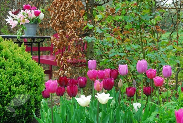 Raspberry ripple tulip collection