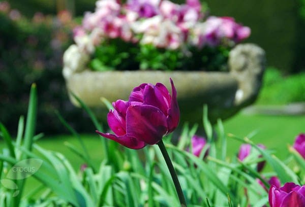 <i>Tulipa</i> 'Purple Flag'