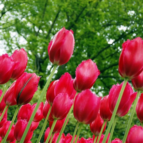 <i>Tulipa</i> 'Burgundy Lace'