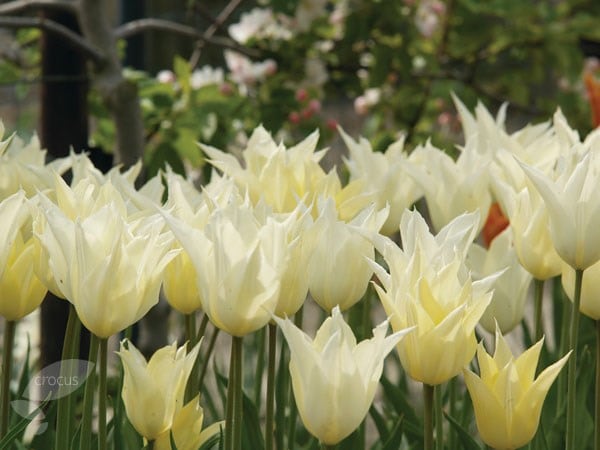 <i>Tulipa</i> 'Sapporo'