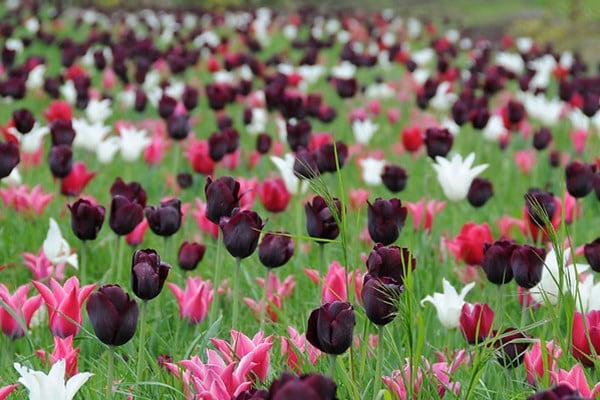 Neapolitan tulip collection