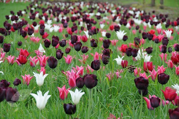 Neapolitan tulip collection