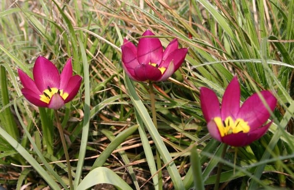 <i>Tulipa humilis</i> 'Persian Pearl'