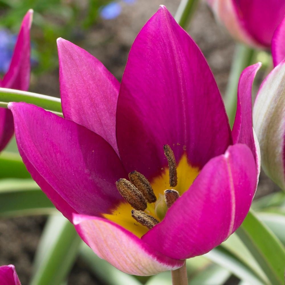 <i>Tulipa humilis</i> 'Persian Pearl'
