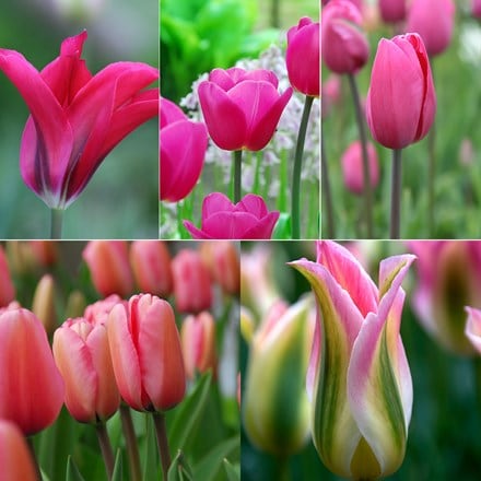 Pink tulip collection
