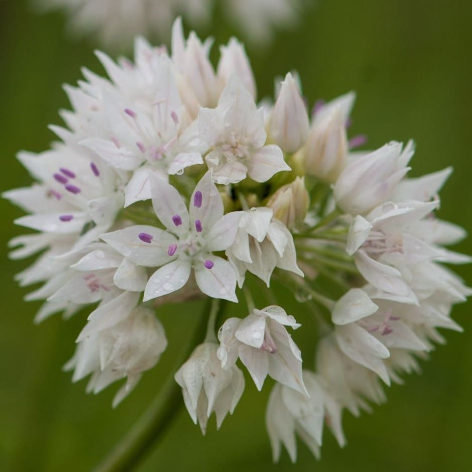 <i>Allium amplectens</i> 'Graceful Beauty'