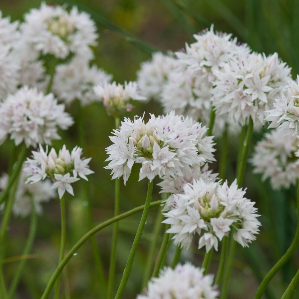 <i>Allium amplectens</i> 'Graceful Beauty'