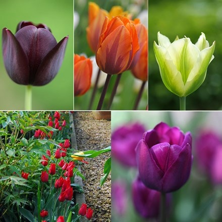 Old favourites tulip collection