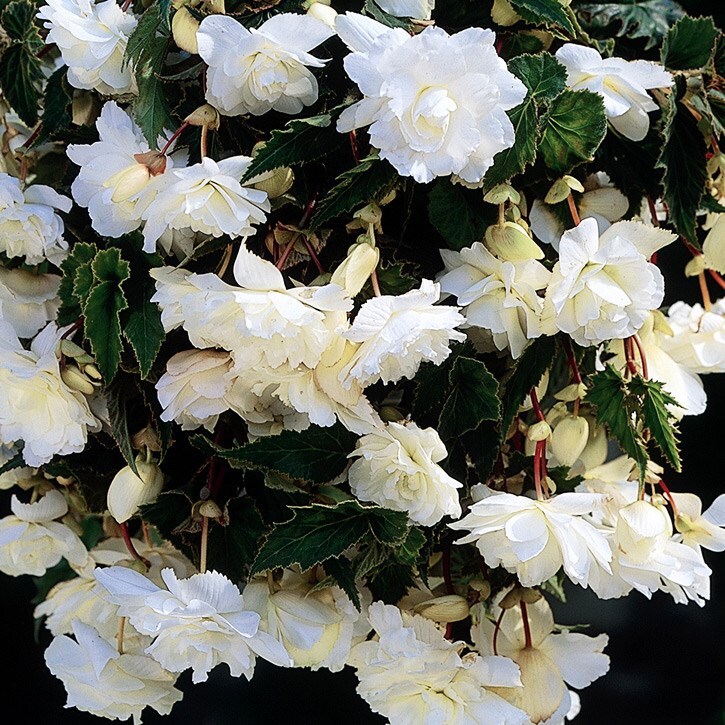 <i>Begonia</i> (Pendula Group) 'White Giant'