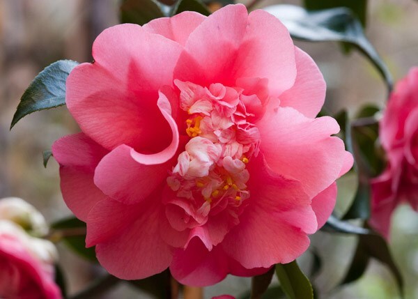 Buy camellia Camellia japonica Elegans: £29.99 Delivery by Crocus