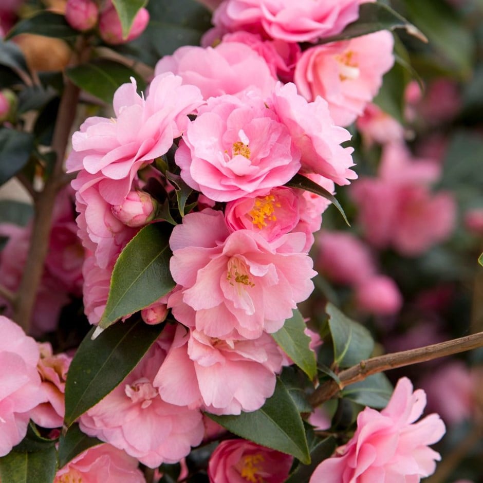 Camellia 'Spring Festival' (cuspidata hybrid)
