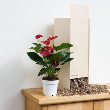 Anthurium Red Champion - Gift Crate