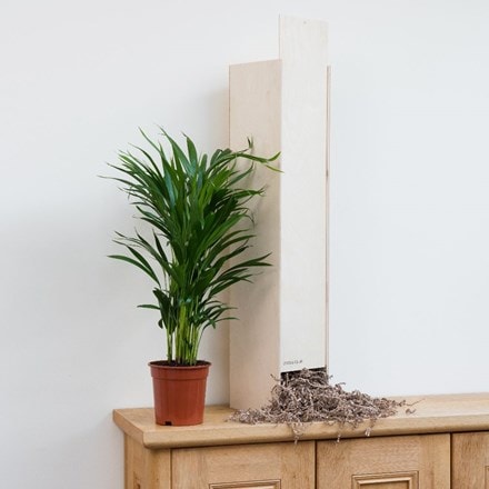 Dypsis lutescens - Gift Crate