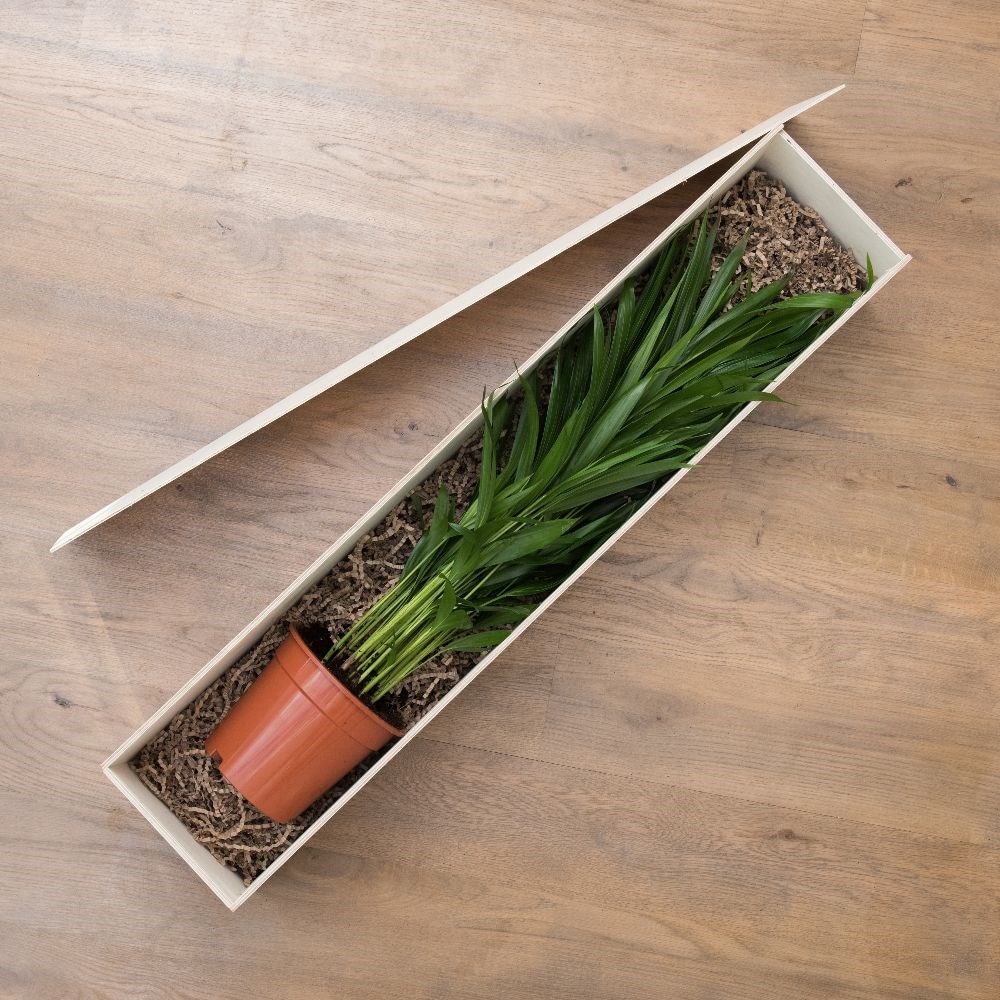 areca palm - Gift Crate
