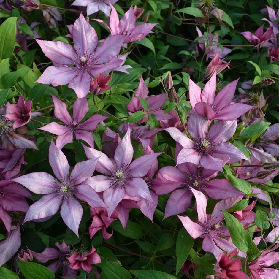 clematis (group 3) clematis (group 3)