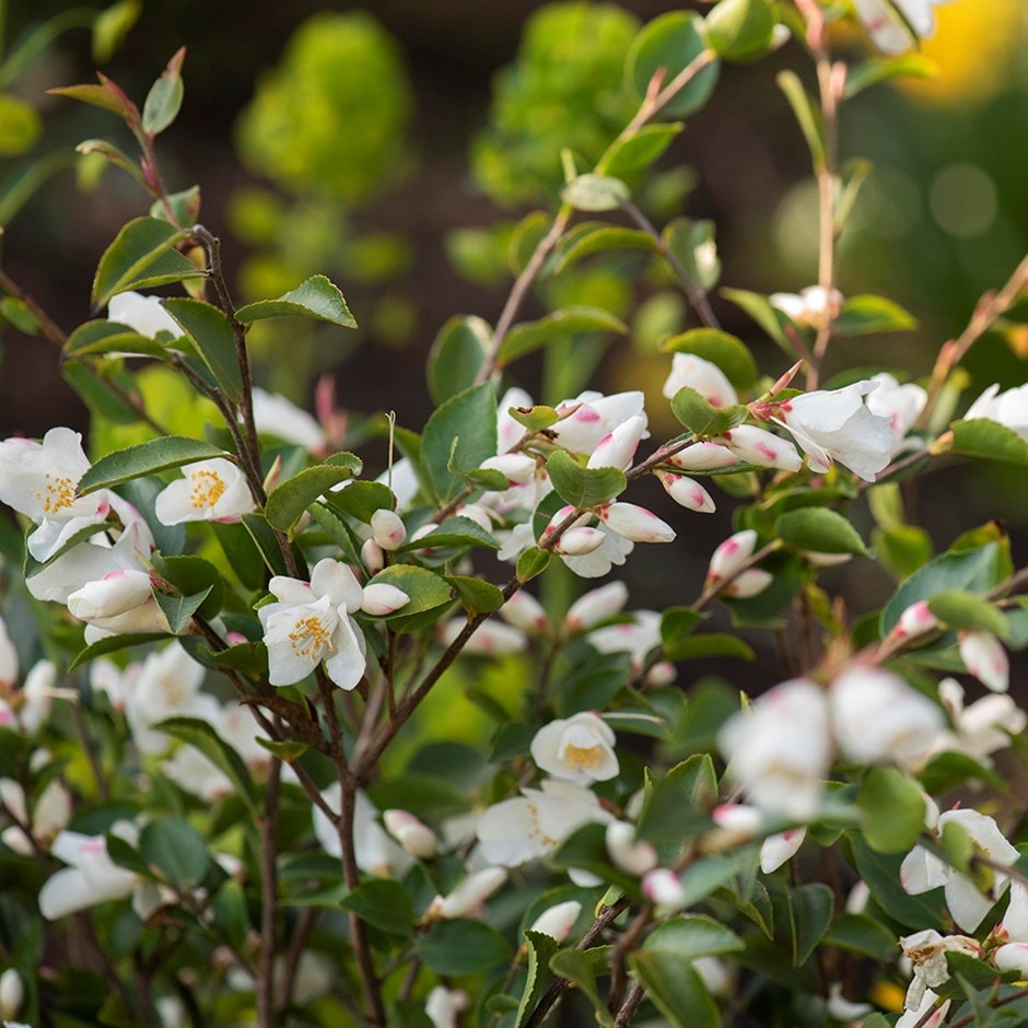 <i>Camellia japonica</i> 'Beauty Blush'