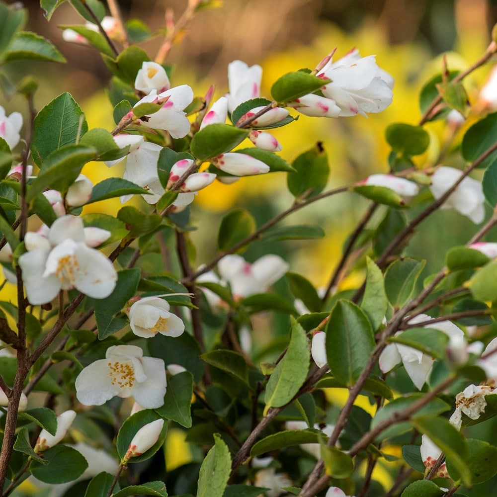 <i>Camellia japonica</i> 'Beauty Blush'