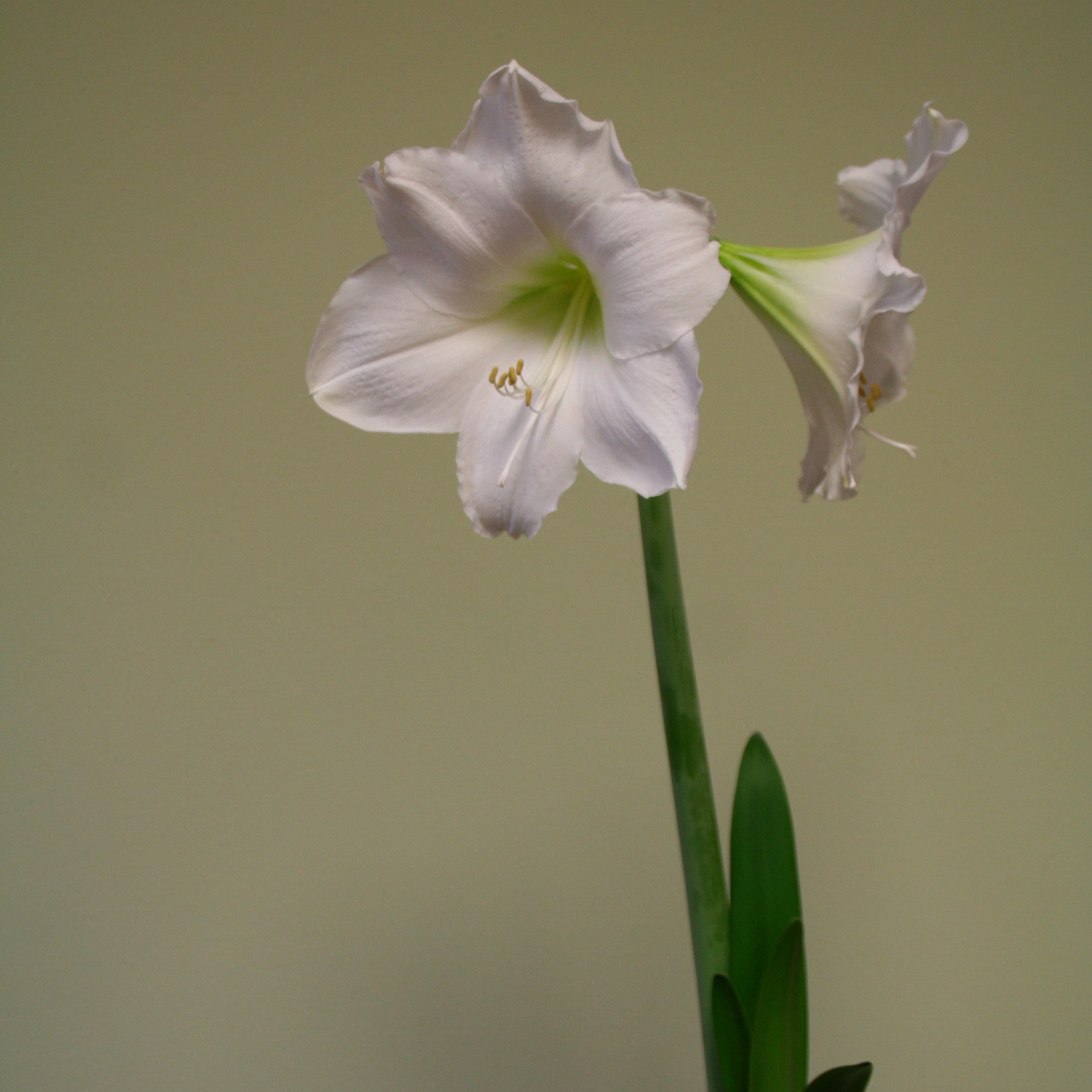 <i>Hippeastrum</i> 'Snow Queen'