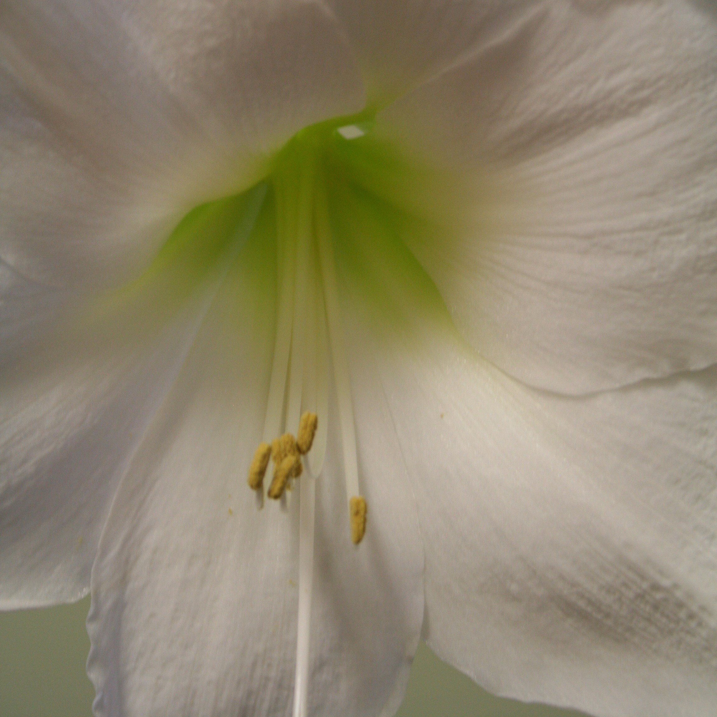 <i>Hippeastrum</i> 'Snow Queen'