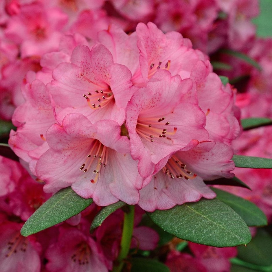 <I>Rhododendron</i> 'Wine and Roses' (PBR)