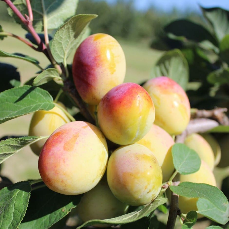 plum 'Aprimira' (miracot)