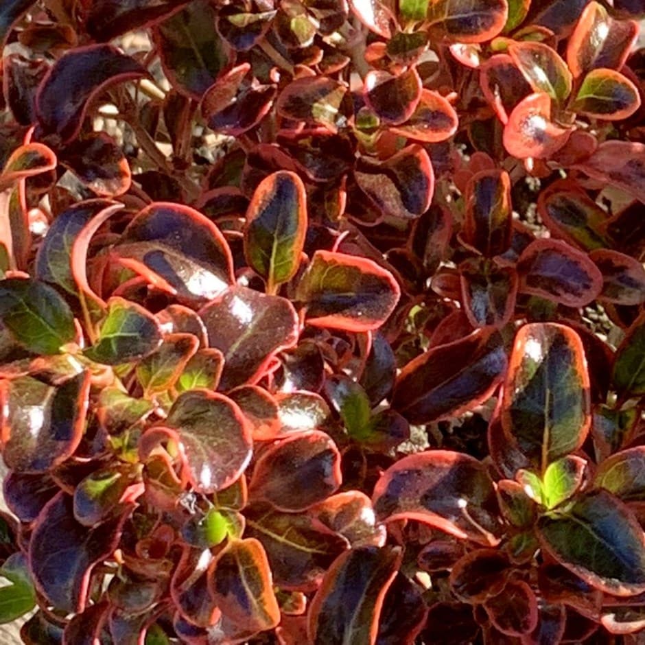 coprosma coprosma