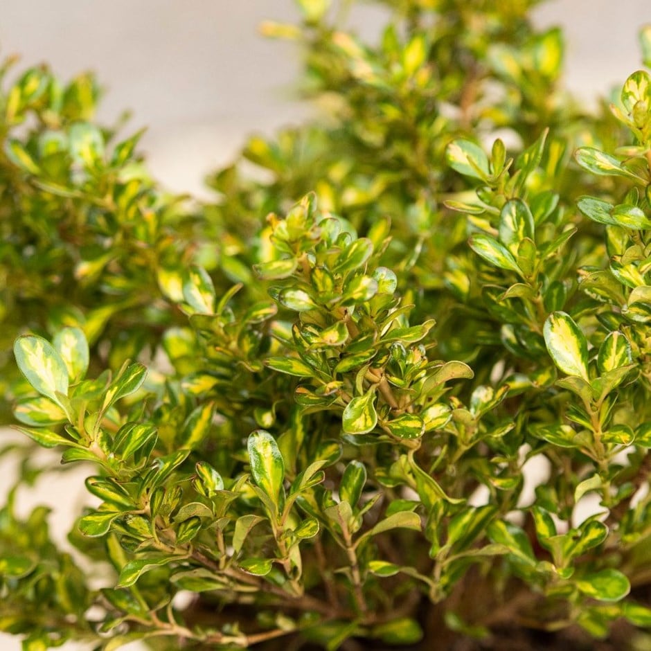 coprosma coprosma