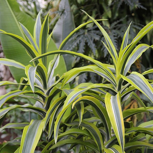 Buy dragon tree Dracaena fragrans (Deremensis Group) Lemon Lime £14.39