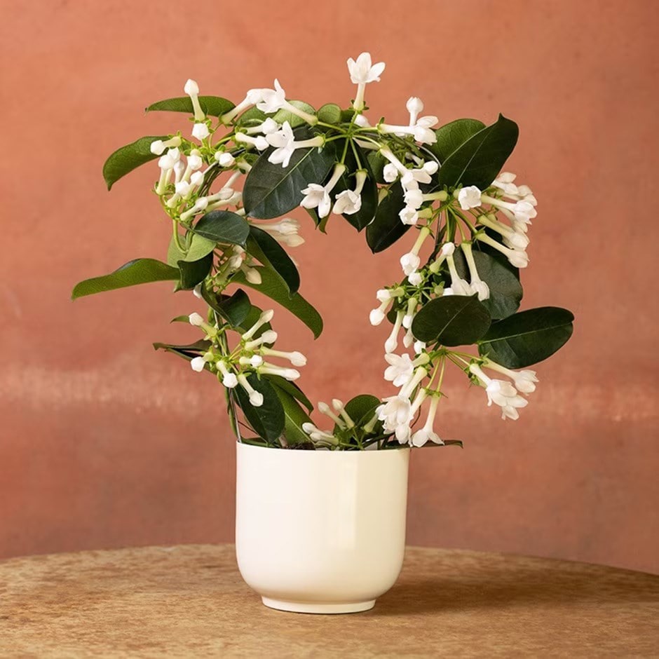 <i>Stephanotis floribunda</i>