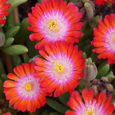 Delosperma cooperi Jewel of Desert Grenade (PBR) (Jewel of Desert Series)