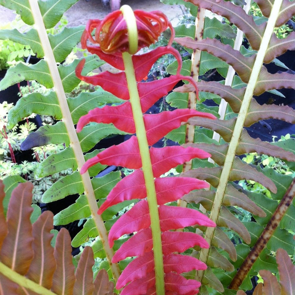 <i>Blechnum brasiliense</i> 'Volcano'