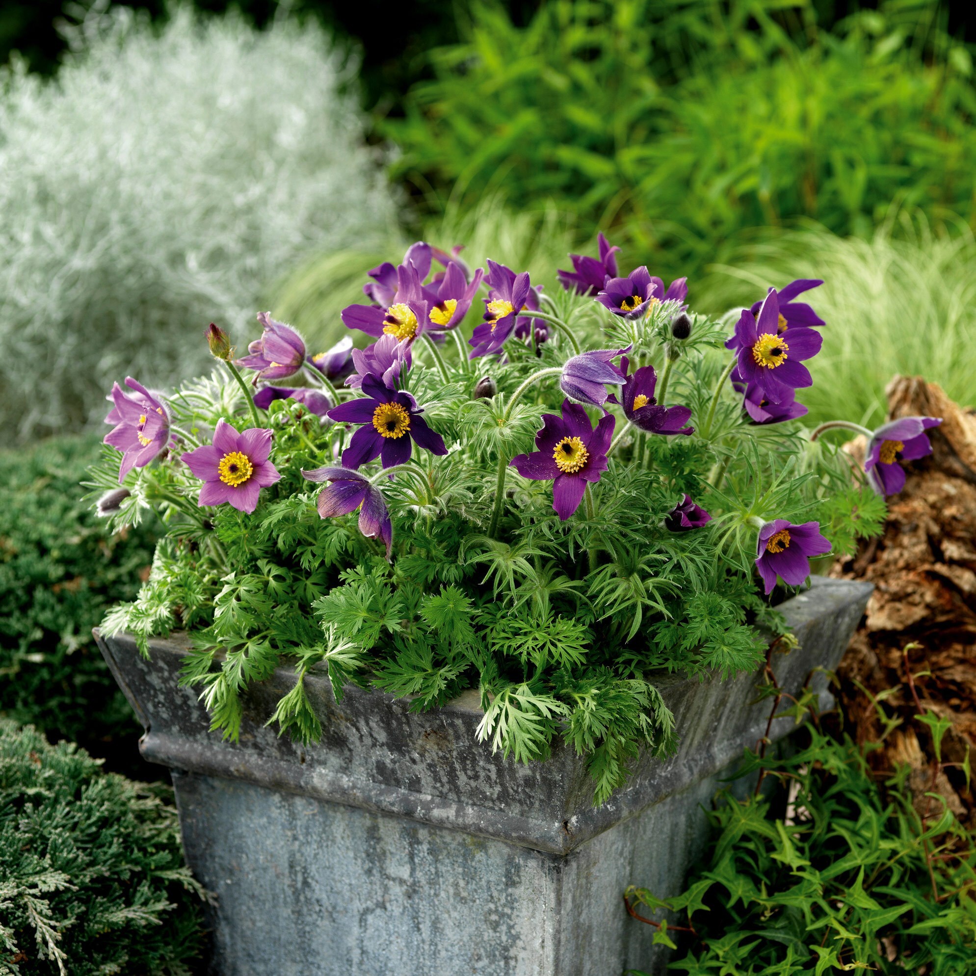 Buy pasque flower Pulsatilla vulgaris Pinwheel Blue Violet Shades