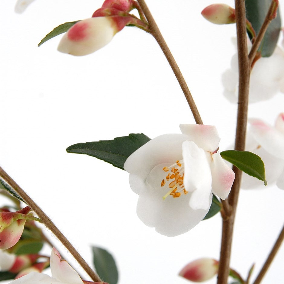 <I>Camellia rosthorniana</i> <b class=small-caps>Cupido</b> ('Elina') (PBR)