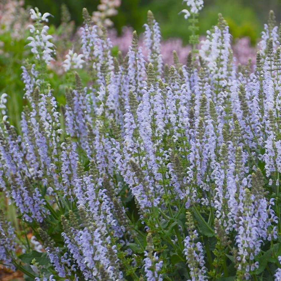 <i>Salvia nemerosa</i> <b class=small-caps>Crystal Blue</b> (Color Spires Series)