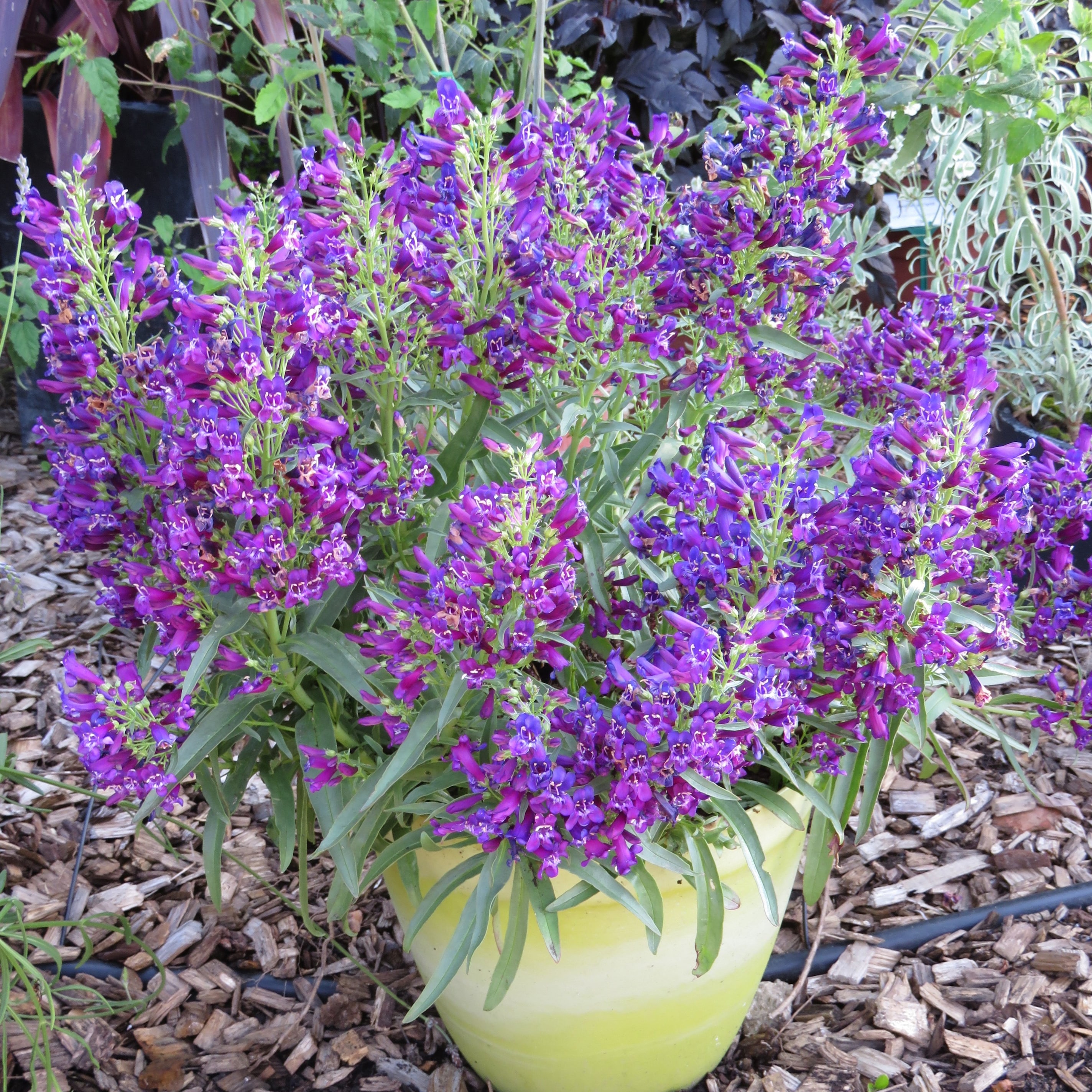 Buy beard tongue Penstemon �Purple Perfection (�Pmoore14