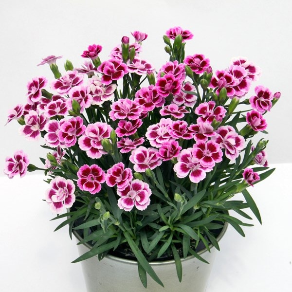 <i>Dianthus</i> <b class=small-caps>Pink Kisses</b> ('Kledg12163') (PBR)