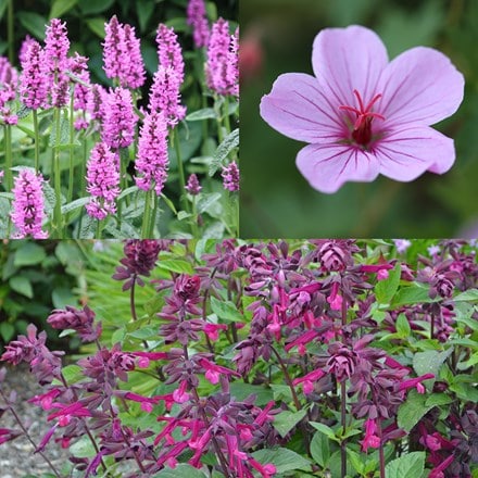 Long flowering plant combination