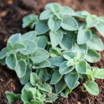 Origanum Hot and Spicy