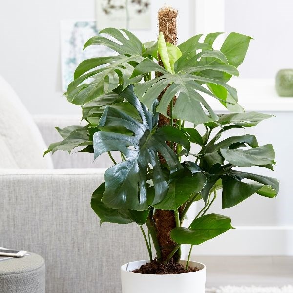 Buy swiss cheese plant Monstera deliciosa Delivery by