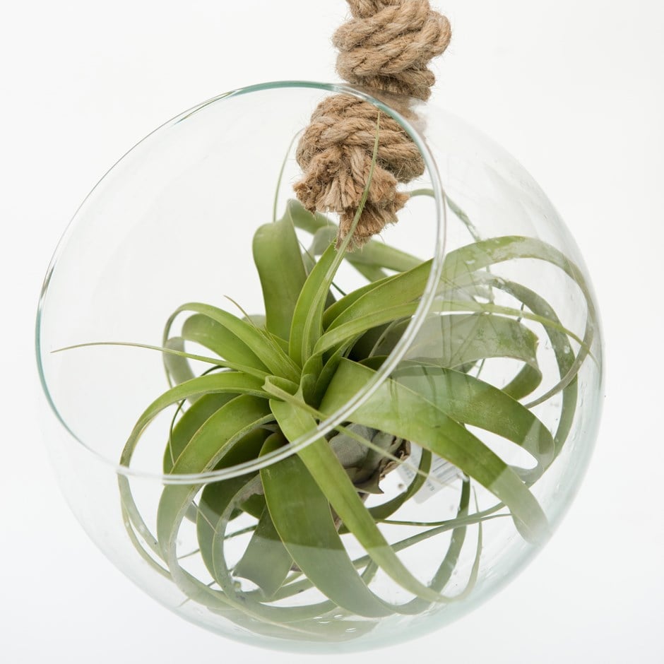 extra large air plant with hanging glass orb/terrarium