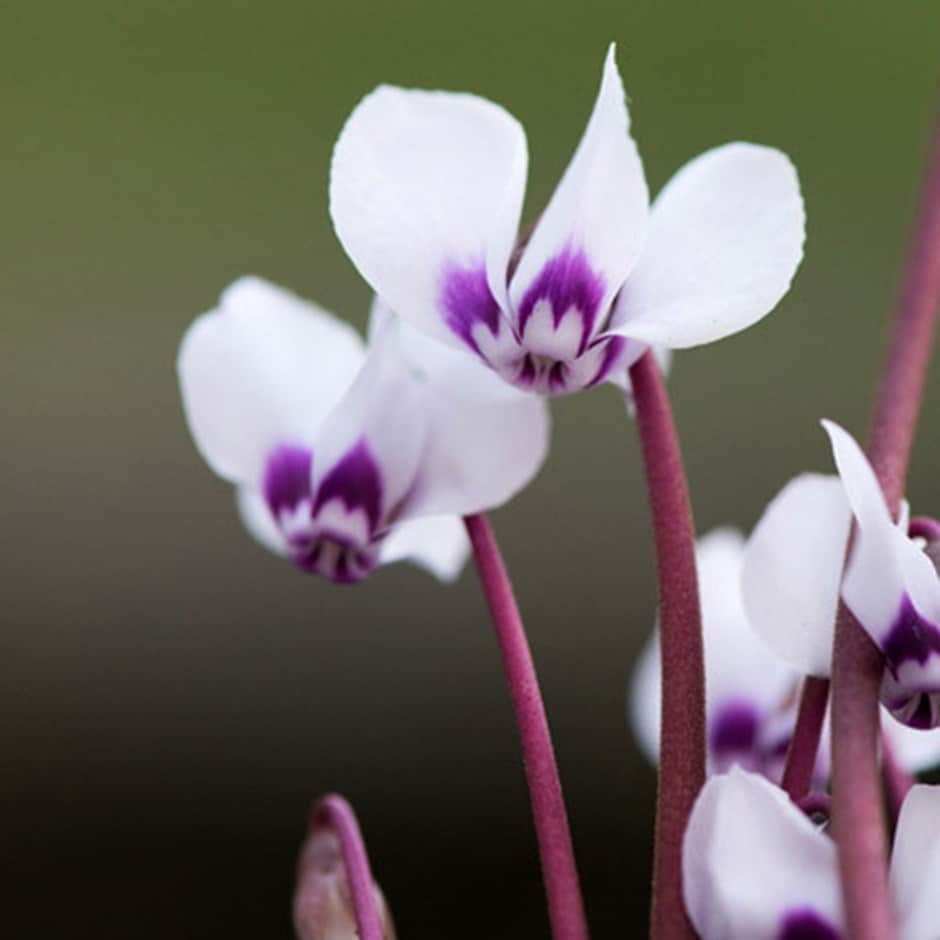 <I>Cyclamen coum</i> subsp. <i>coum</i> f. <i>pallidum </i> 'Album'