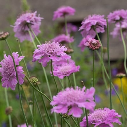 Scabiosa Kudo Pink ('Ichpin') (PBR) (Kudo Series)